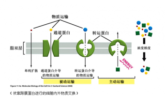 生物学单交换