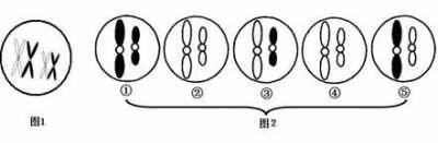 染色体分期怎么画?